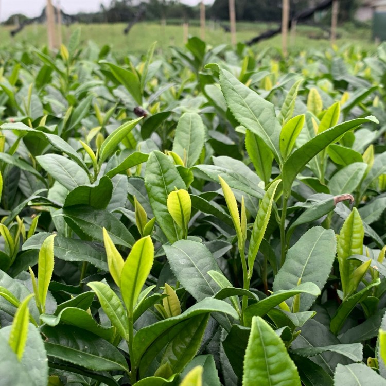 无水茶苗 批发电话 云南大叶茶树苗  货源地进货渠道