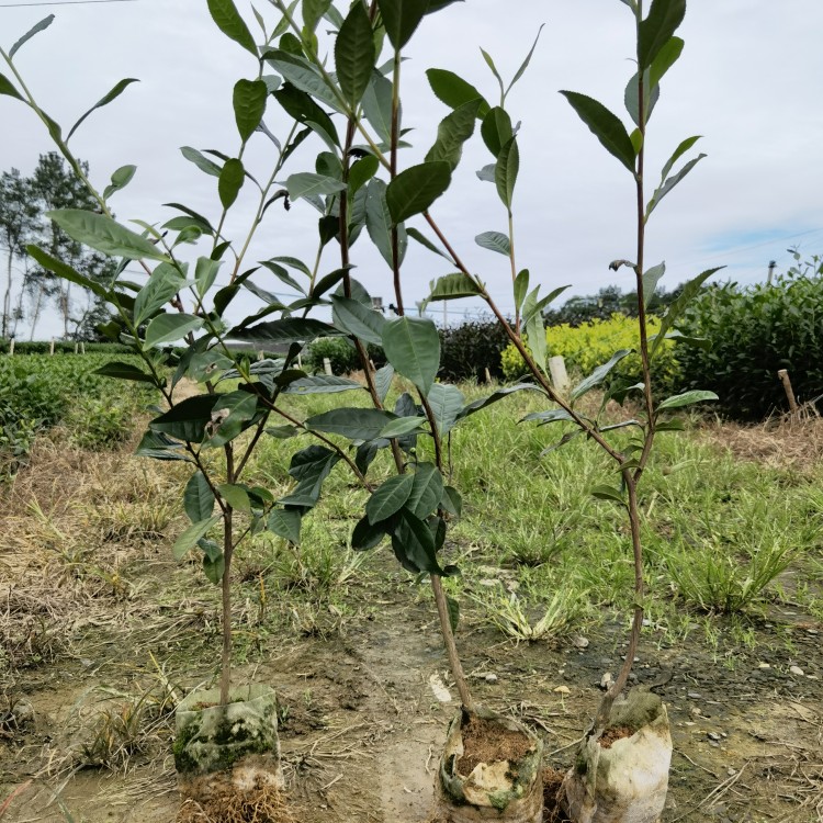 福鼎大白茶苗 批发基地 云南大叶茶树苗  价格