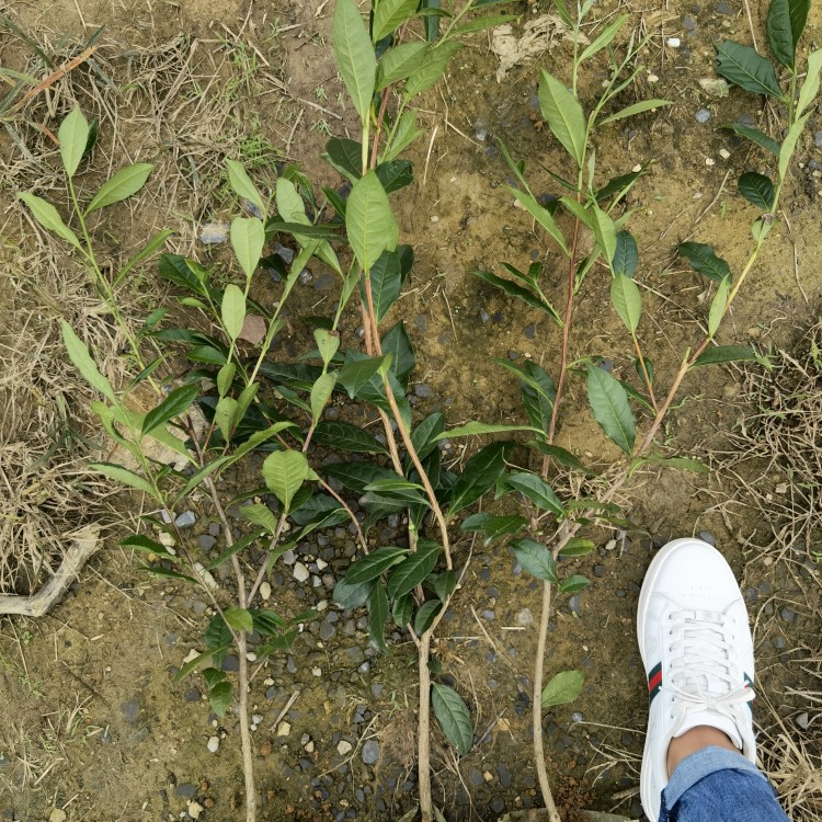 中茶108茶苗 批发基地 梅占茶苗  厂家直销