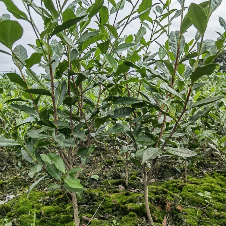 无水茶苗 生产基地 梅占茶苗  生产基地