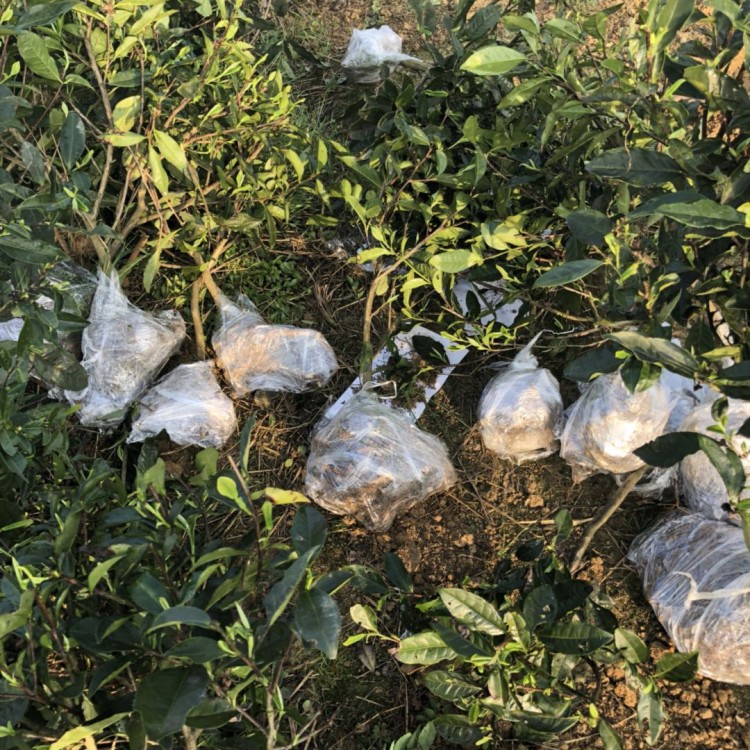 中茶108茶苗 价格 蒙山9号茶苗  基地直销