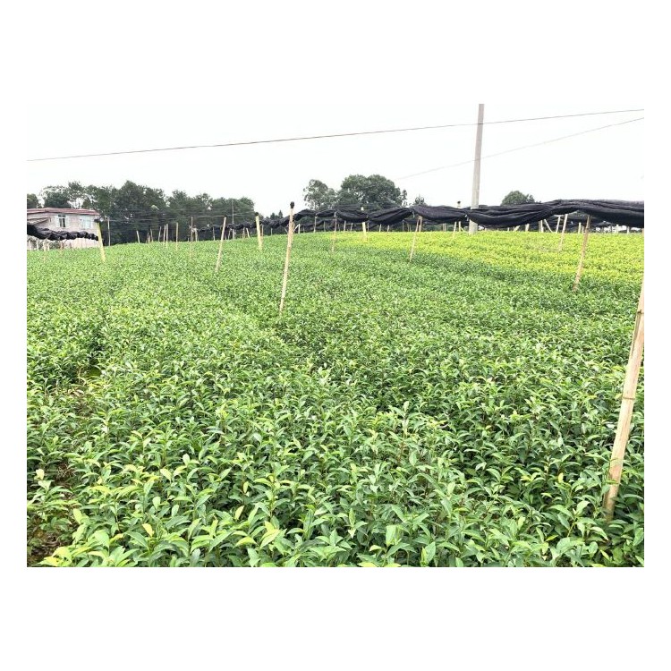 云南大叶茶树苗 优质茶树苗批发价 奶白茶苗  优质茶树苗批发价