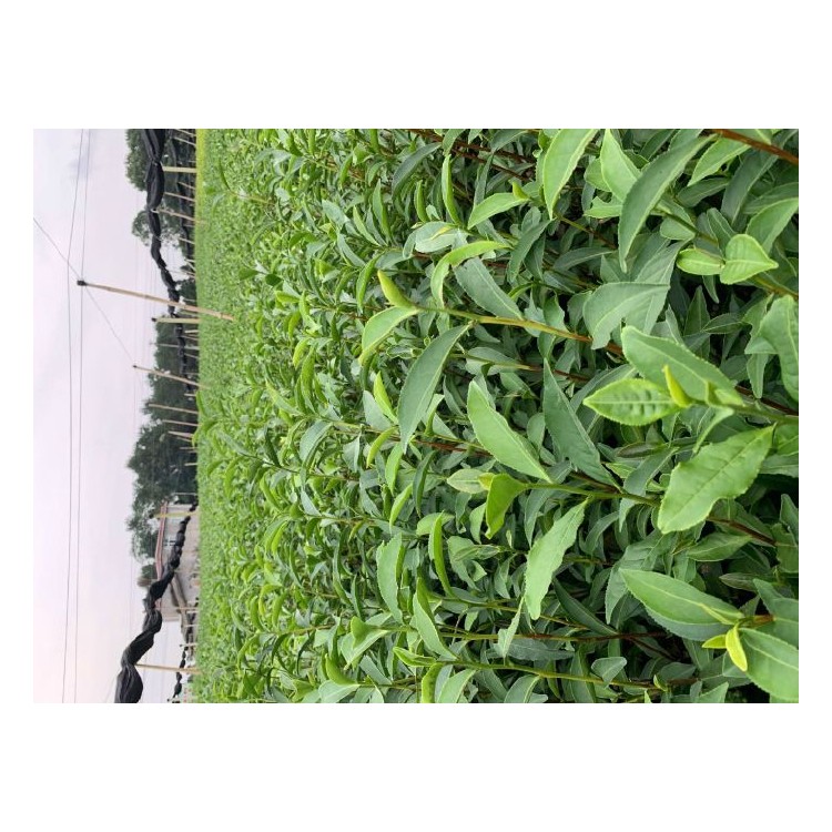 五年生茶树苗 优质茶叶树苗批发 梅占茶苗  生产基地