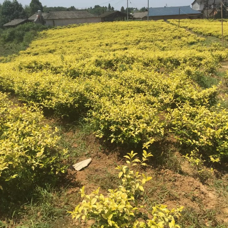 黄金芽茶苗 批发价格优惠 奶白茶苗  生产基地