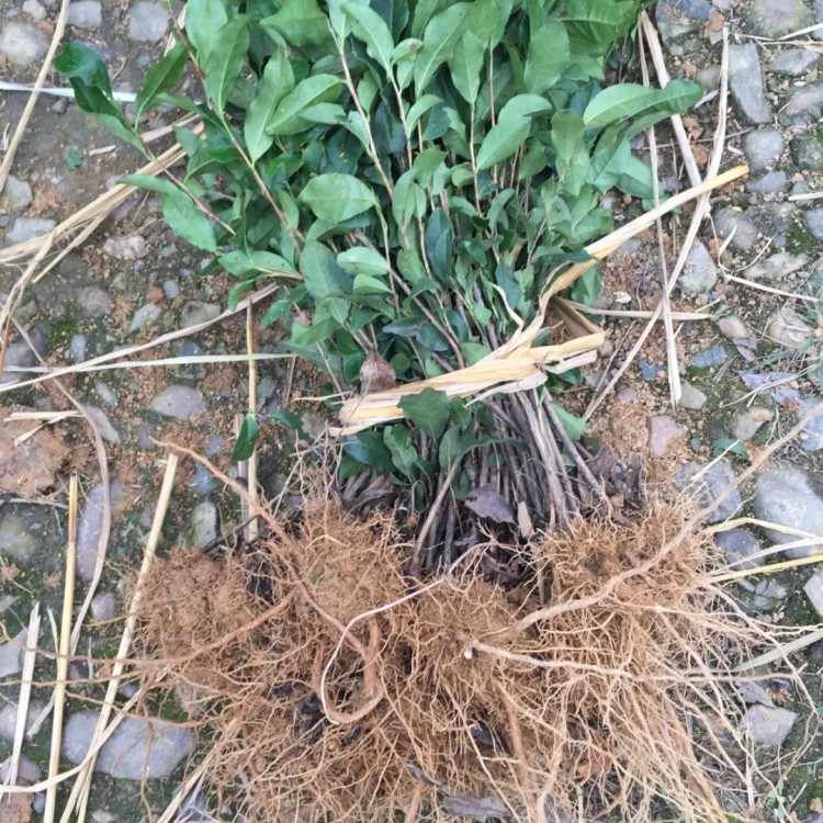 紫鹃茶苗 基地直销 中茶108茶苗  优质茶叶树苗批发