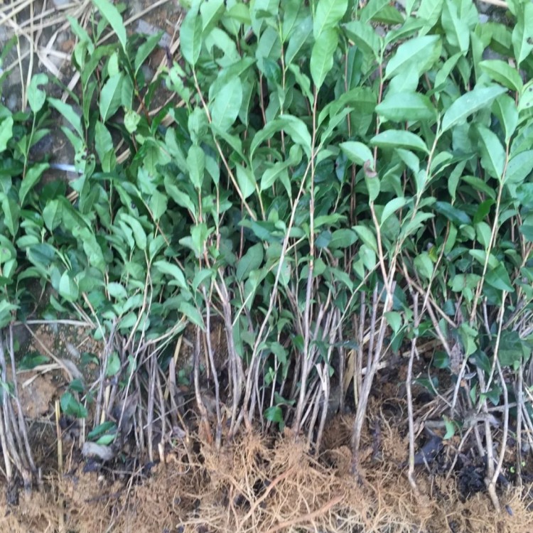 龙井43茶苗 批发基地 中茶108茶苗  厂家价格优惠