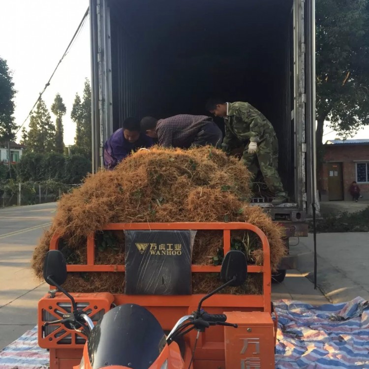 紫鹃茶苗 批发价格优惠 梅占茶苗  基地直销