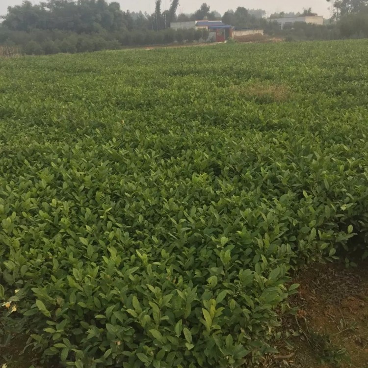 五年生茶树苗 基地直销 紫鹃茶苗  批发电话