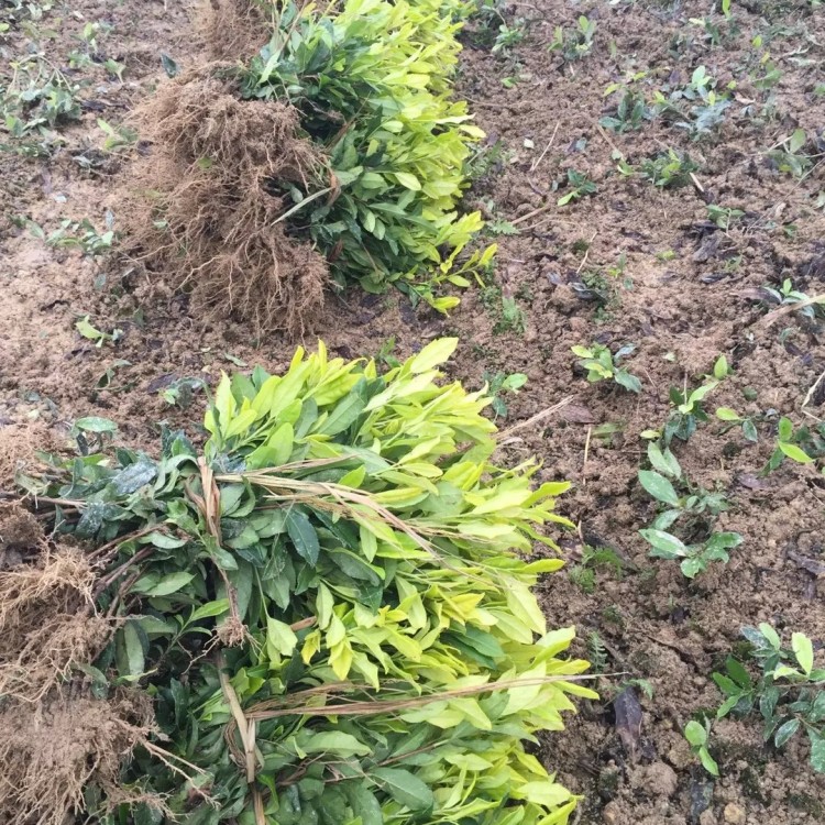 蒙山9号茶苗 生产基地 福鼎大白茶苗  优质茶叶树苗批发