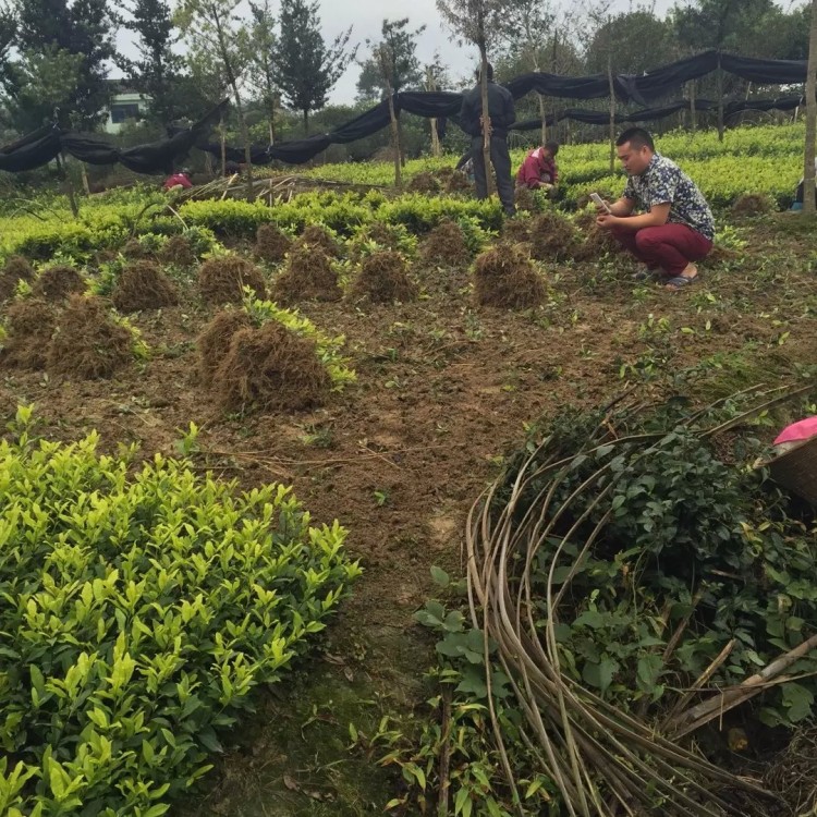 黄金芽茶苗 货源地进货渠道 龙井43茶苗  货源地进货渠道