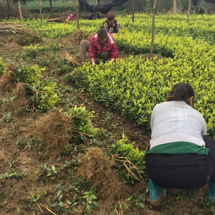 老鹰茶苗 批发电话 蒙山9号茶苗  批发价格优惠