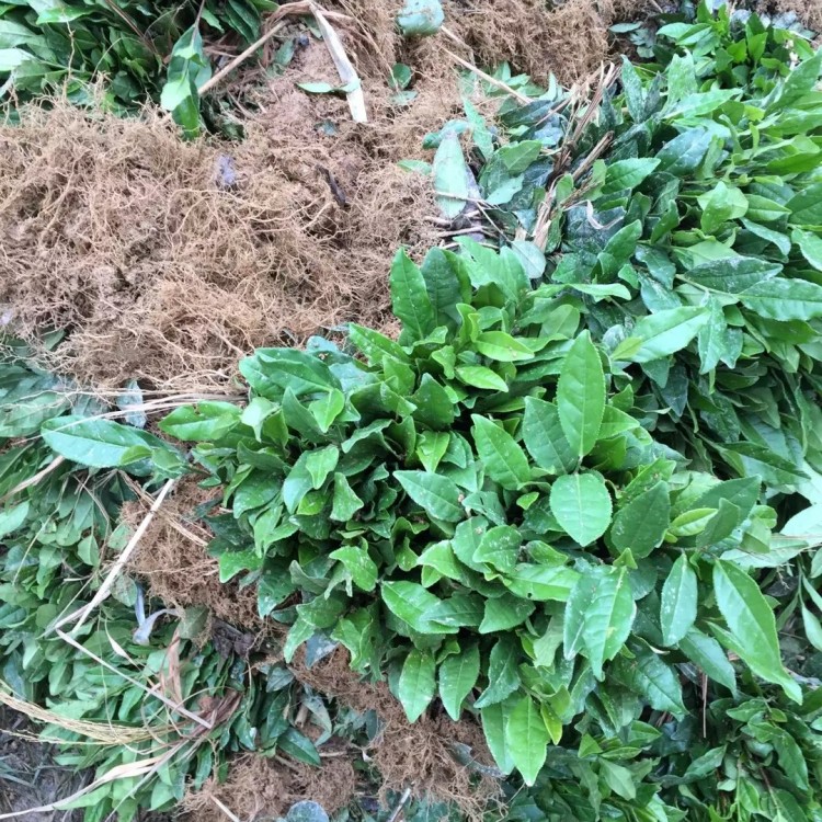 中茶108茶苗 种植基地品种齐全 老鹰茶苗  基地直销