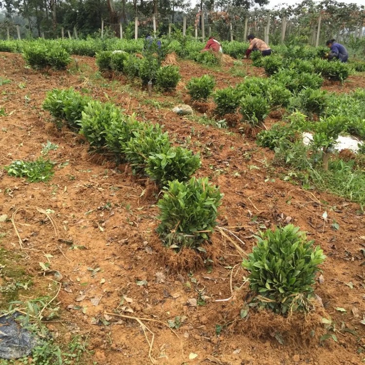 福选9号茶苗 基地直销 中茶108茶苗  批发基地