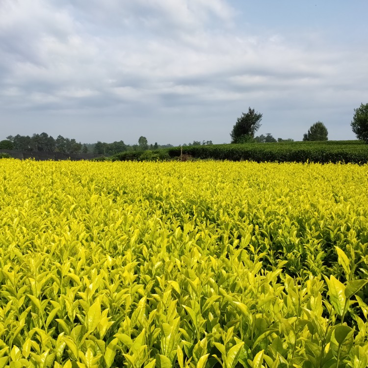 梅占茶苗 批发基地 奶白茶苗  批发电话