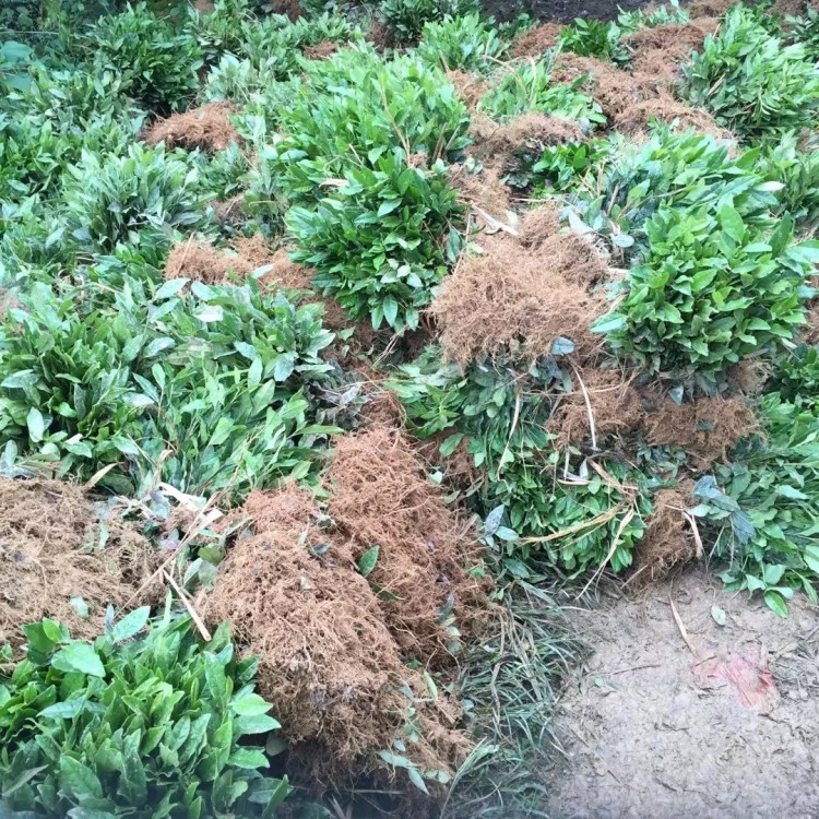 福选9号茶苗 批发基地 福选9号茶苗  优质茶树苗批发价