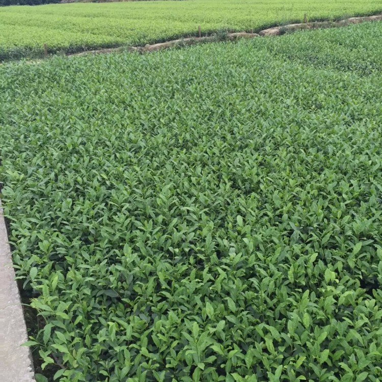 紫鹃茶苗 种植基地品种齐全 福选9号茶苗  批发电话