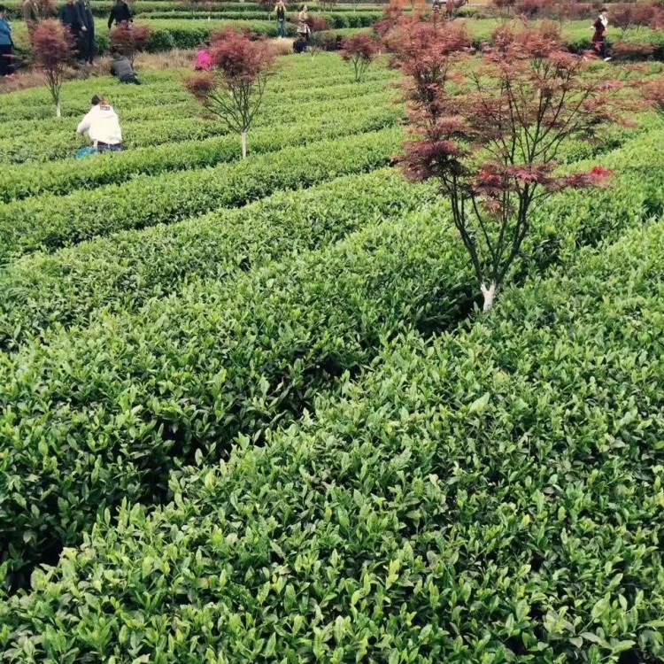 福鼎大白茶苗 批发价格优惠 蒙山9号茶苗  货源地进货渠道