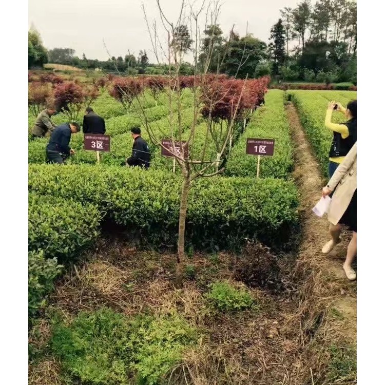 中茶108茶苗 优质茶树苗批发价 中茶108茶苗  厂家供应