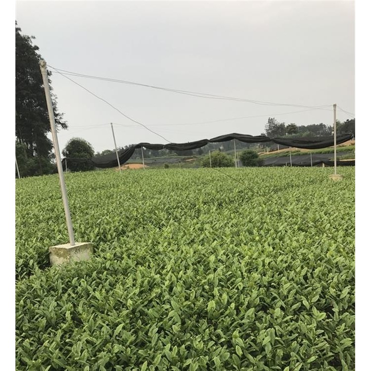 福选9号茶苗 优质茶叶树苗批发 云南大叶茶树苗  厂家供应