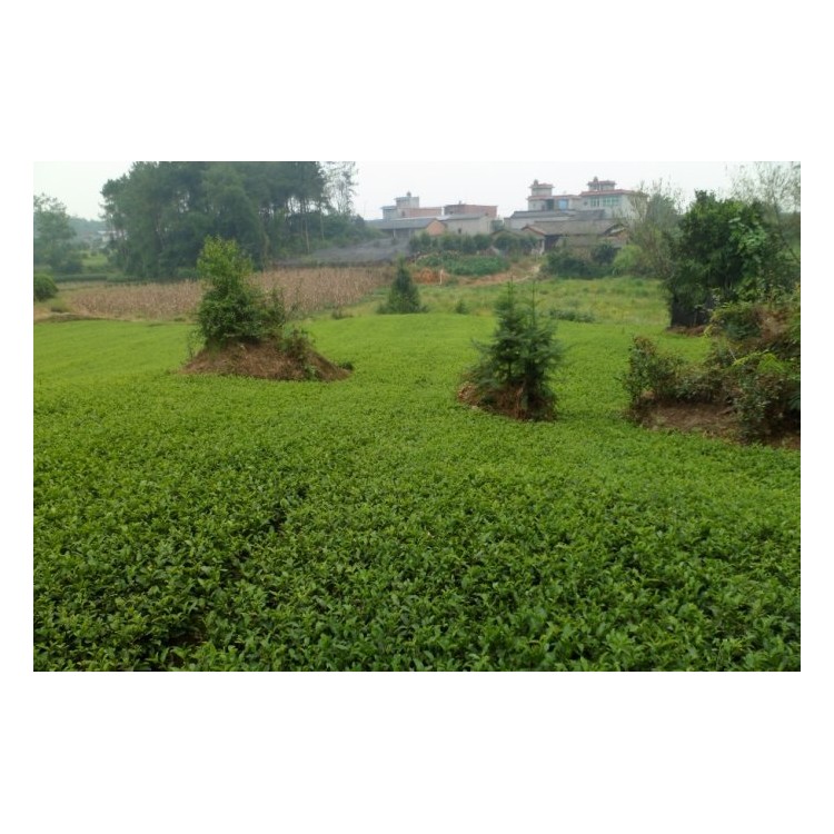 龙井43茶苗 种植基地品种齐全 五年生茶树苗  种植基地品种齐全