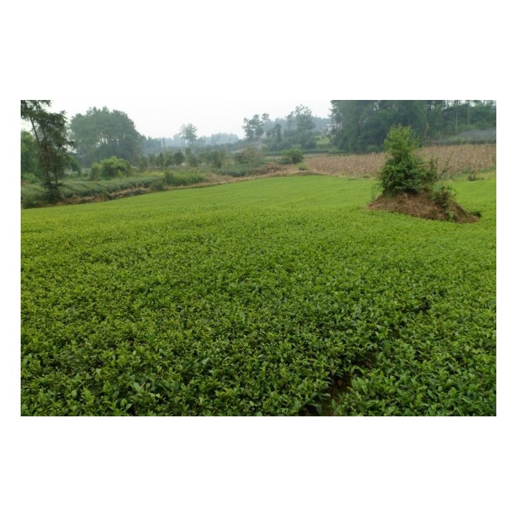 龙井43茶苗 批发基地 中茶108茶苗  厂家价格优惠