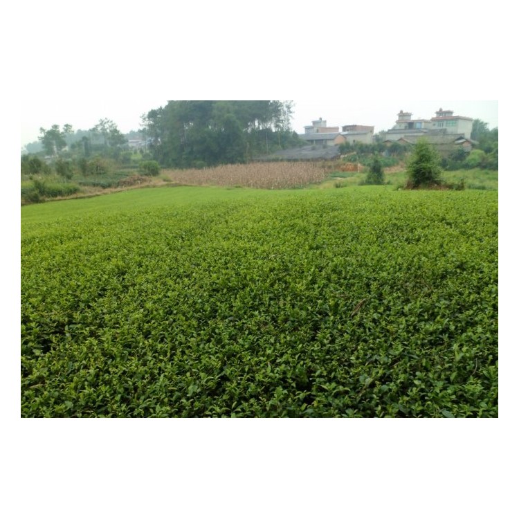 黄金芽茶苗 优质茶树苗批发价 福选9号茶苗  优质茶树苗批发价