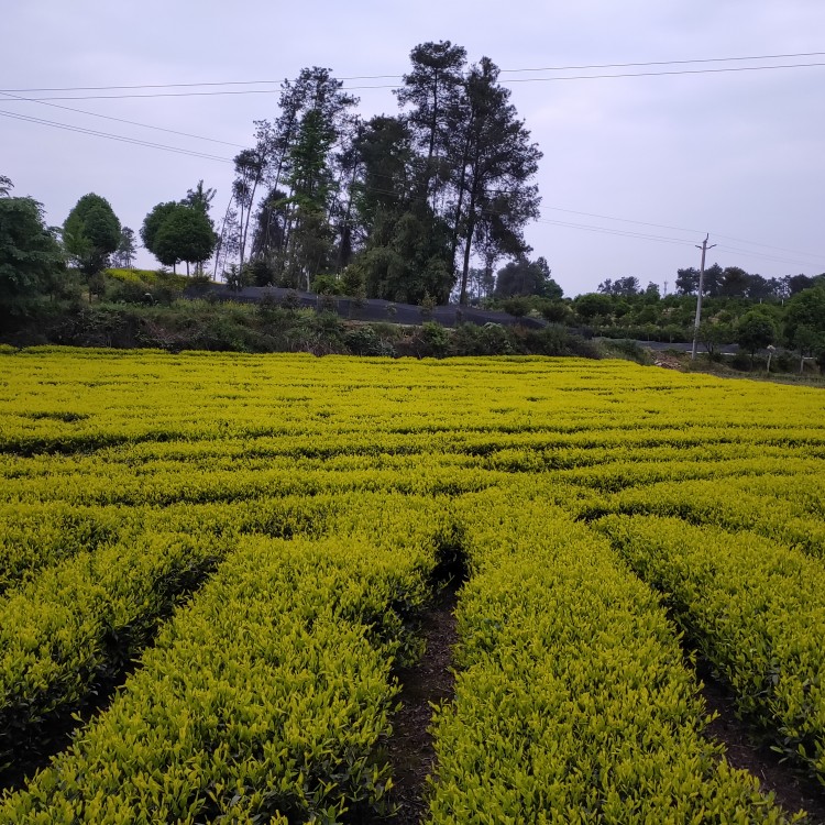 蒙山9号茶苗 货源地进货渠道 五年生茶树苗  厂家直销