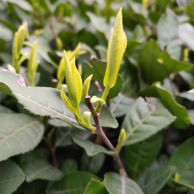 中茶108茶苗 生产基地 梅占茶苗  厂家价格优惠