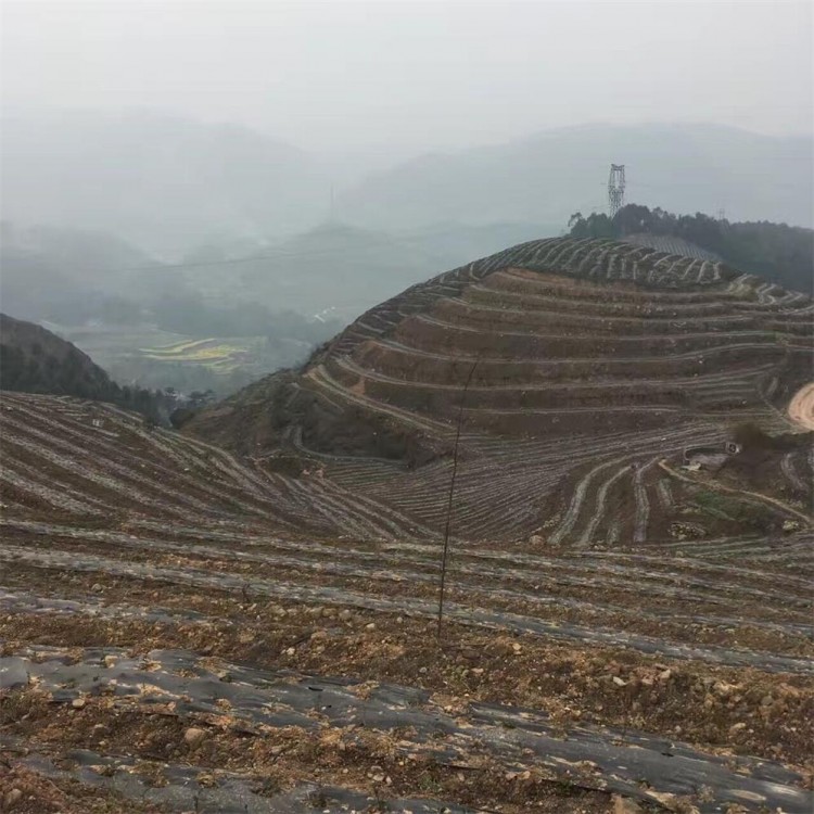 五年生茶树苗 基地直销 福鼎大白茶苗  优质茶树苗批发价