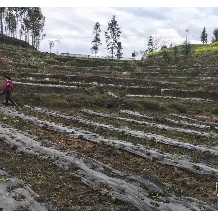 蒙山9号茶苗 生产基地 名选131茶苗  批发电话