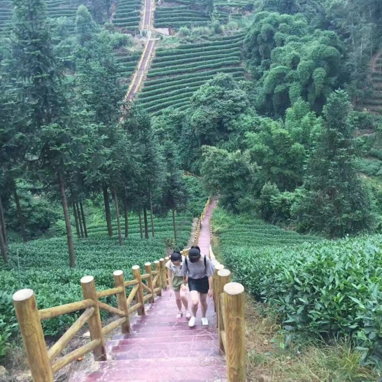 福选9号茶苗 批发电话 蒙山9号茶苗  批发价格