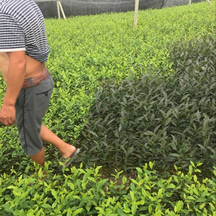 奶白茶苗 厂家价格优惠 云南大叶茶树苗  优质茶叶树苗批发
