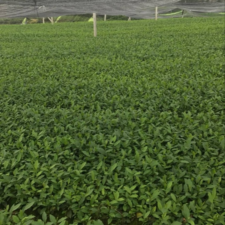 名选131茶苗 优质茶叶树苗批发 蒙山9号茶苗  种植基地品种齐全