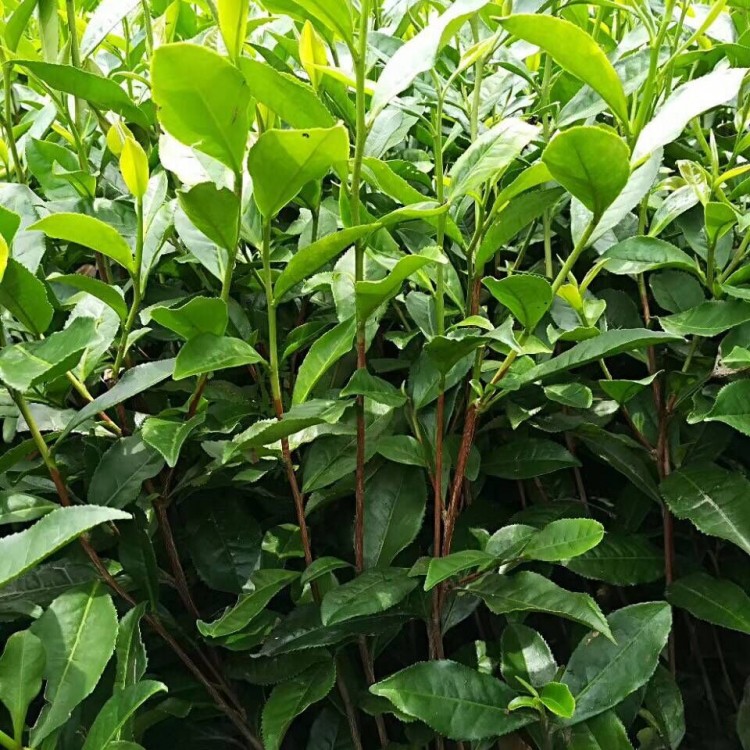 名选131茶苗 厂家价格优惠 无水茶苗  种植基地品种齐全