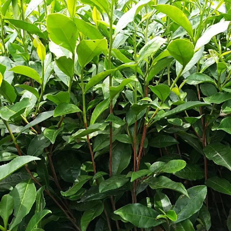 中茶108茶苗 批发基地 紫鹃茶苗  价格