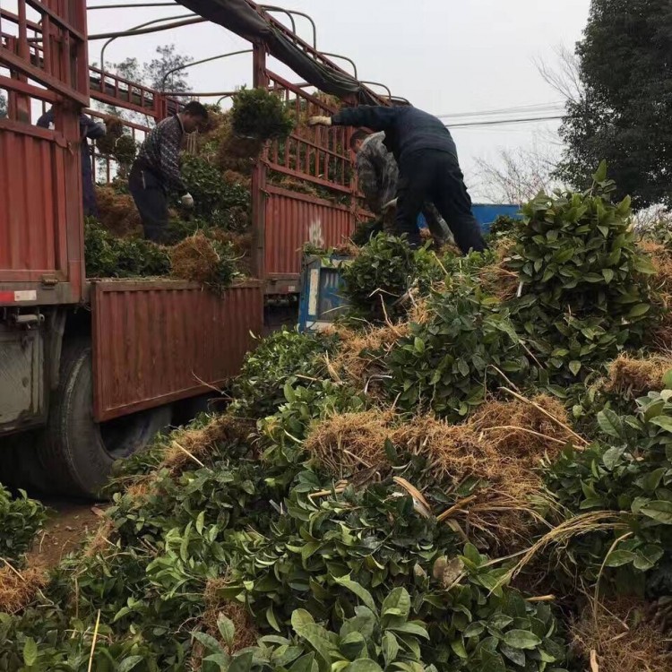 无水茶苗 生产基地 黄金芽茶苗  价格