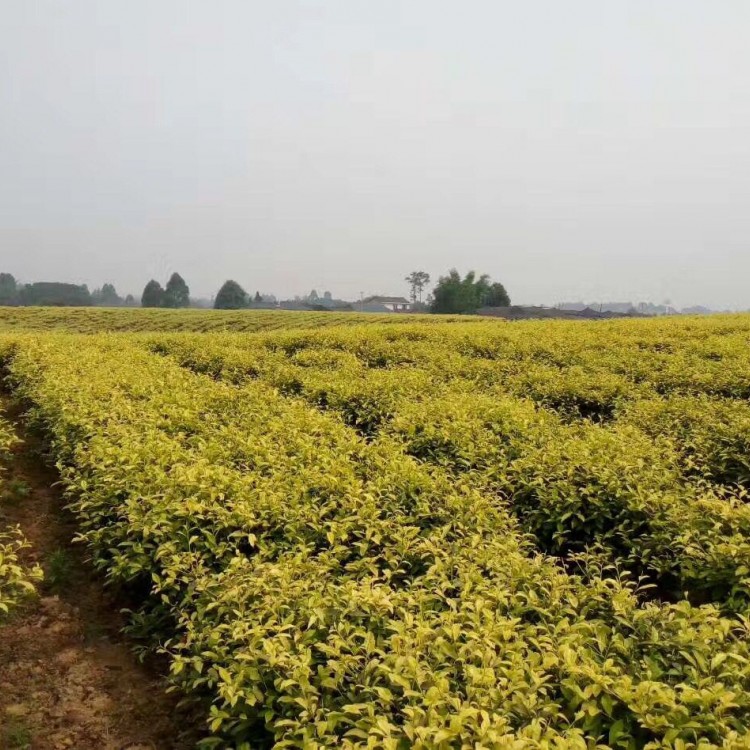 黄金芽茶苗 生产基地 五年生茶树苗  厂家供应