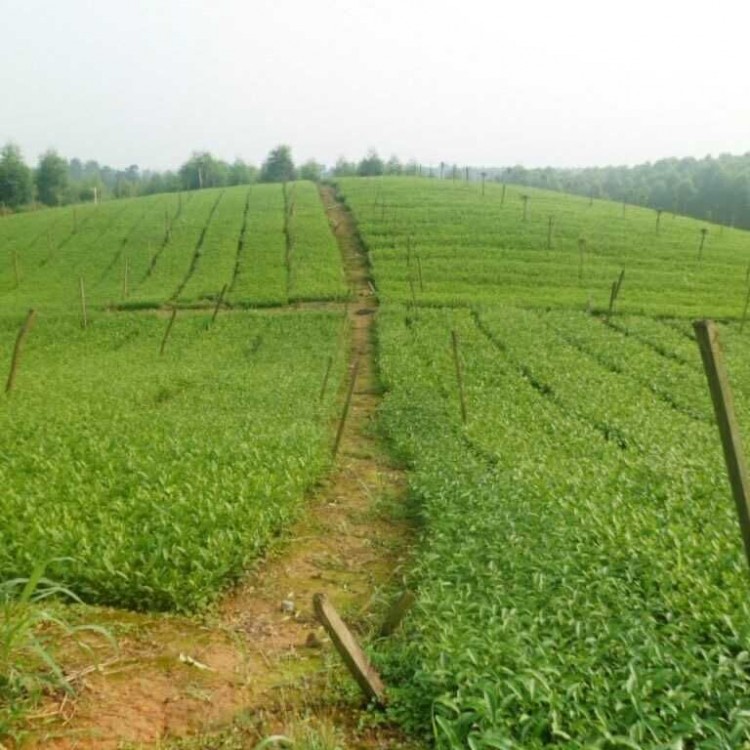 中茶108茶苗 批发基地 老鹰茶苗  优质茶树苗批发价