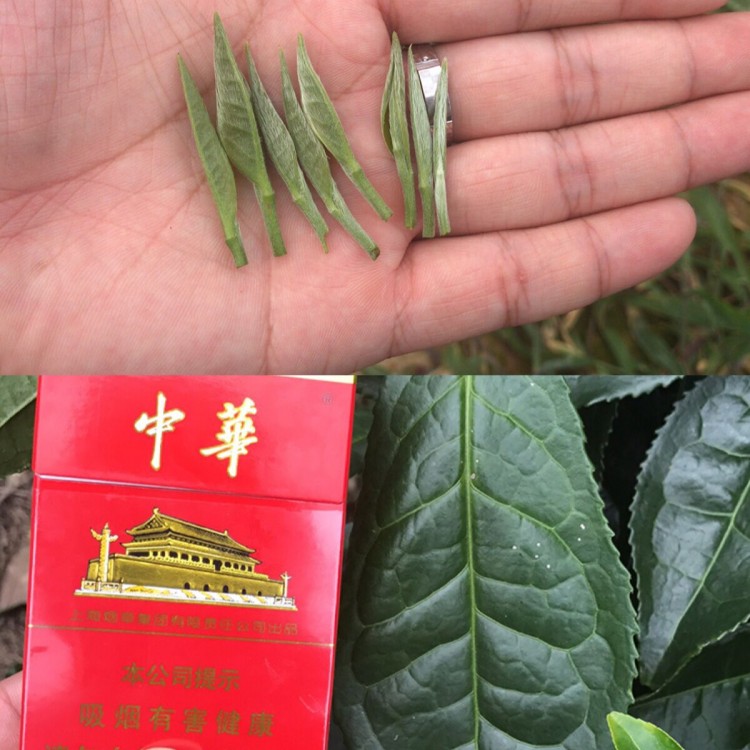 无水茶苗 厂家直销 老鹰茶苗  厂家供应