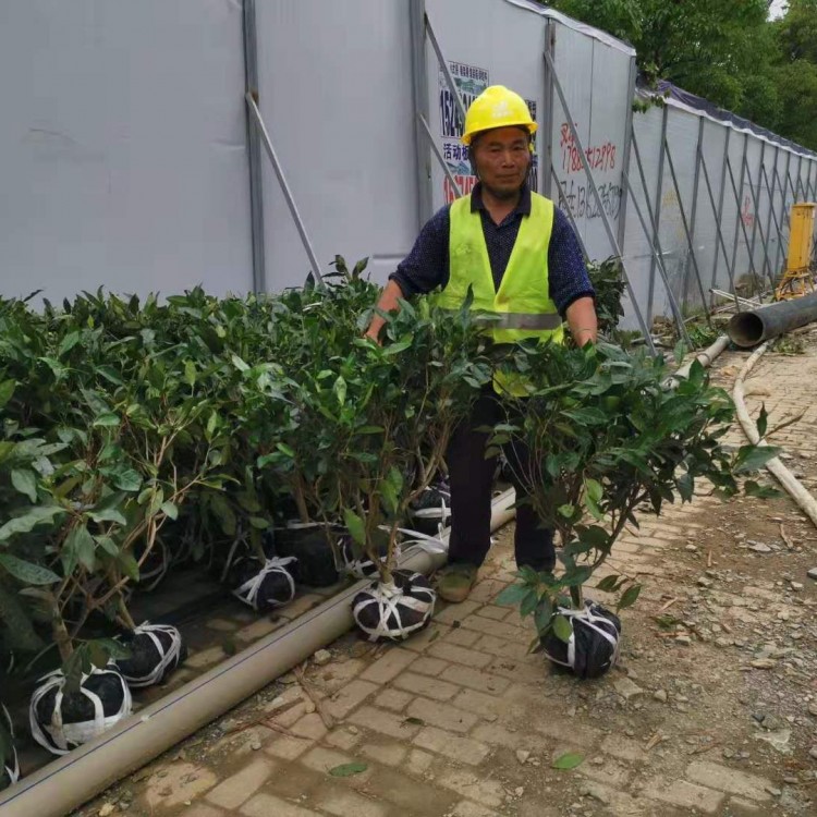 梅占茶苗 优质茶树苗批发价 无水茶苗  厂家直销