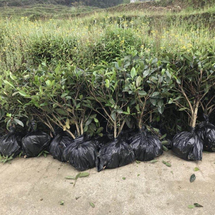 蒙山9号茶苗 种植基地品种齐全 五年生茶树苗  种植基地品种齐全