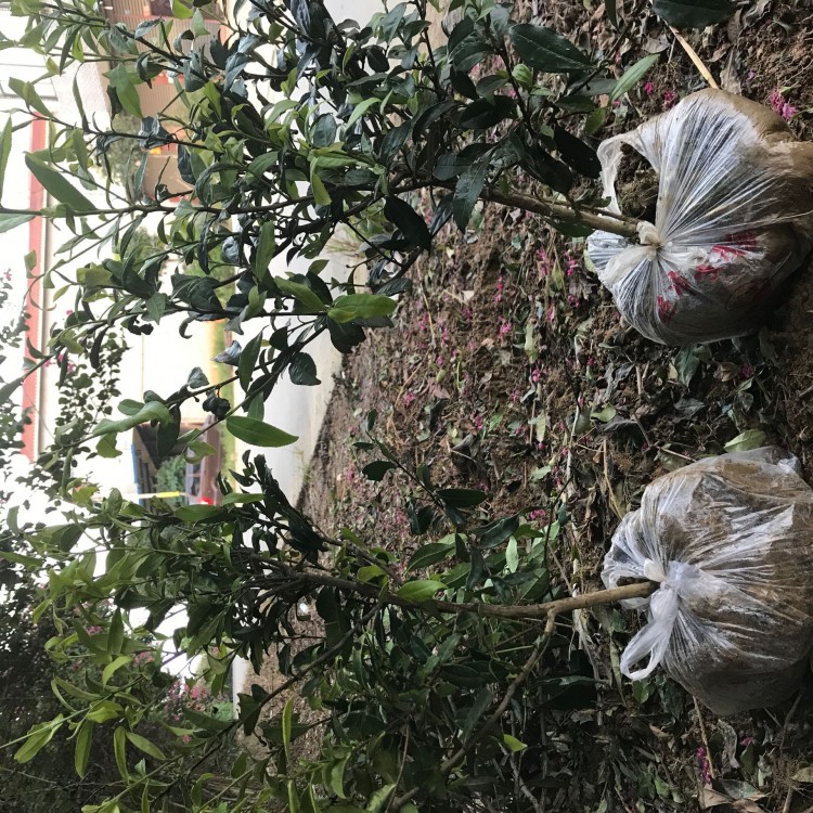 名选131茶苗 生产基地 黄金芽茶苗  批发电话