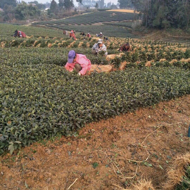 云南大叶茶树苗 货源地进货渠道 中茶108茶苗  批发价格优惠