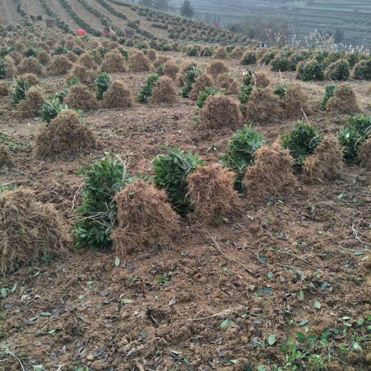 云南大叶茶树苗 货源地进货渠道 紫鹃茶苗  厂家直销