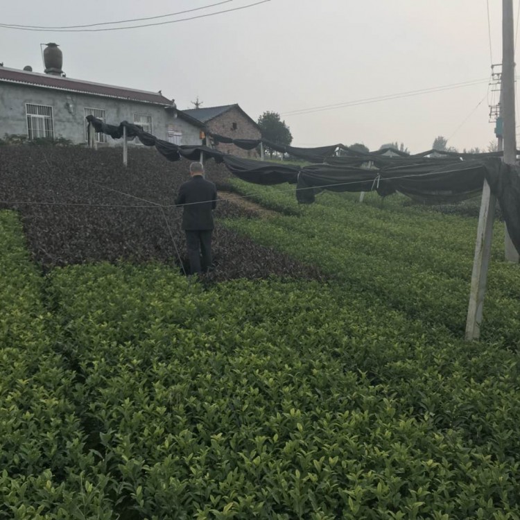 奶白茶苗 厂家直销 梅占茶苗  批发价格优惠