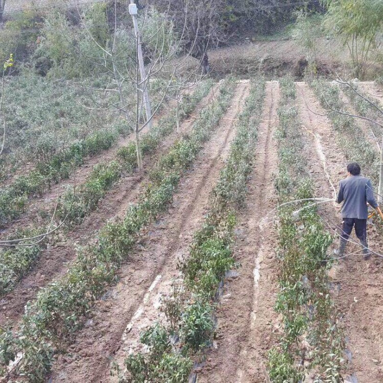 中茶108茶苗 生产基地 紫鹃茶苗  厂家直销