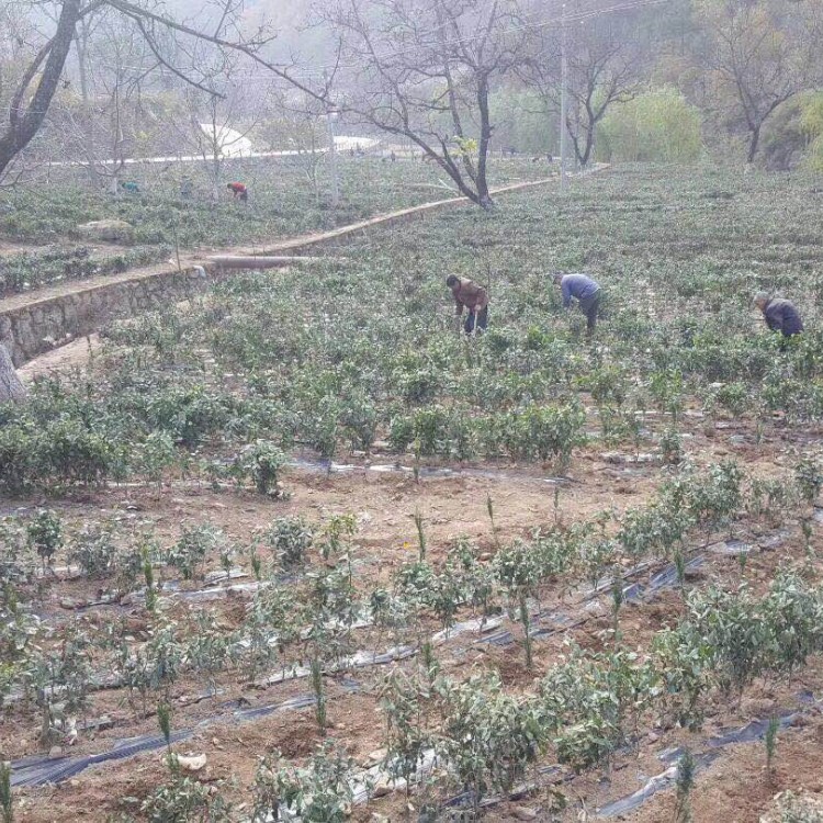 名选131茶苗 厂家直销 五年生茶树苗  基地直销