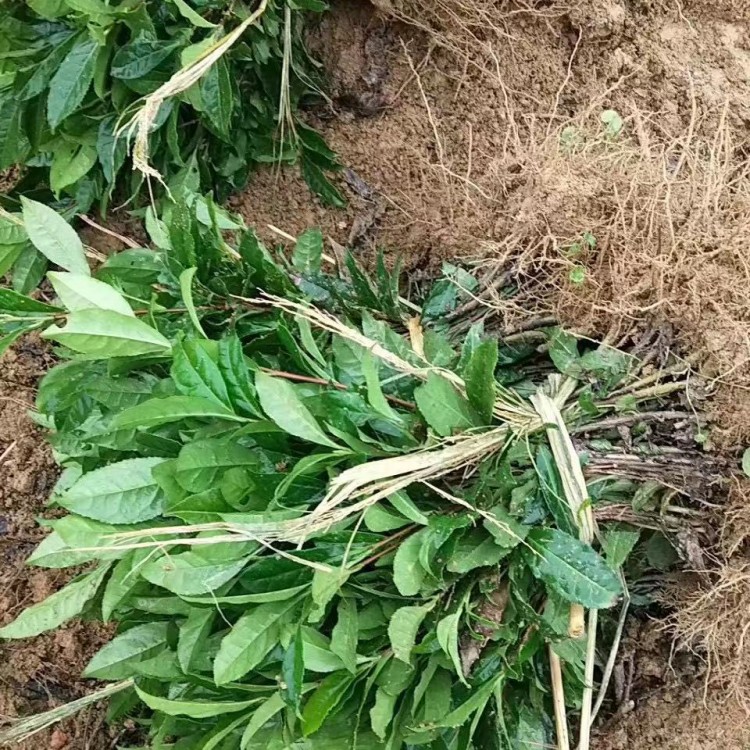 云南大叶茶树苗 优质茶树苗批发价 奶白茶苗  优质茶树苗批发价