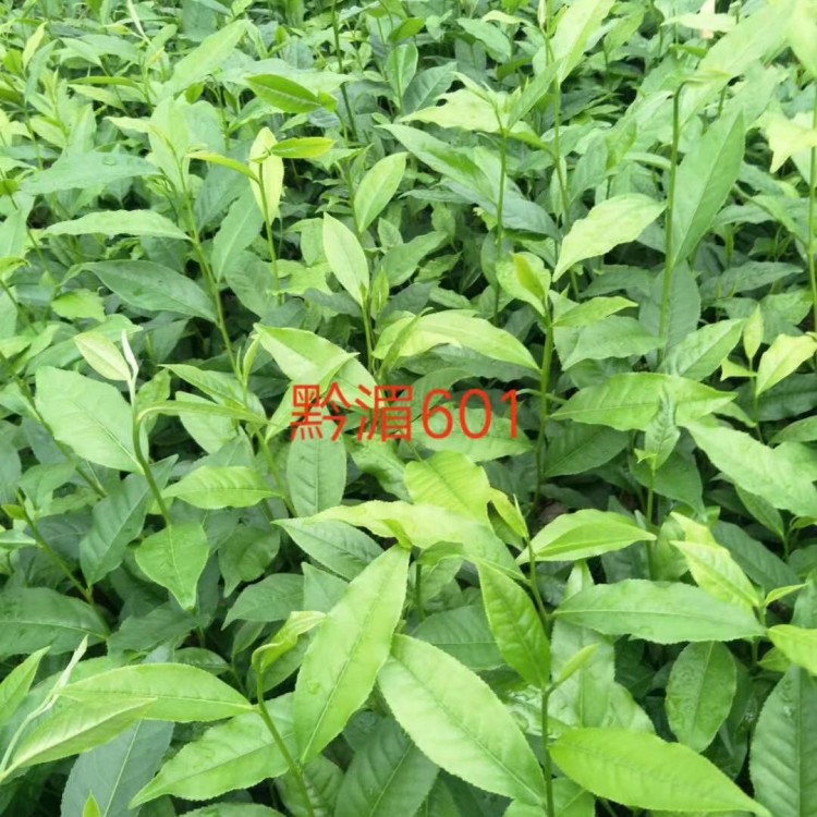 黄金芽茶苗 批发电话 中茶108茶苗  种植基地品种齐全