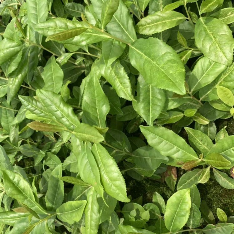 中茶108茶苗 价格 蒙山9号茶苗  基地直销